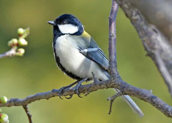 動物図鑑・シジュウカラ